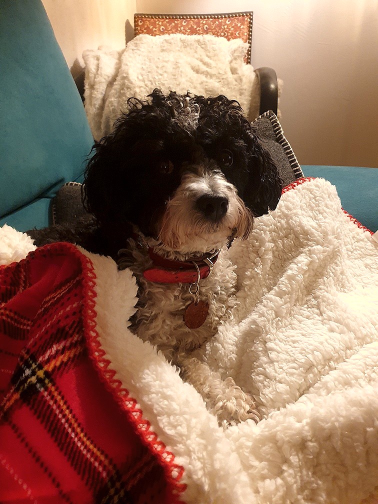 Chien - JOY